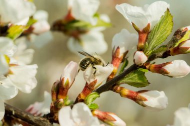 Kiraz çiçekleri güzel bulanık bir arka plan ile bir dal üzerinde çiçek vardır. Hangi arı oturur, nektar toplar
