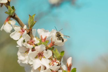 Kiraz çiçekleri güzel bulanık bir arka plan ile bir dal üzerinde çiçek vardır. Hangi arı oturur, nektar toplar