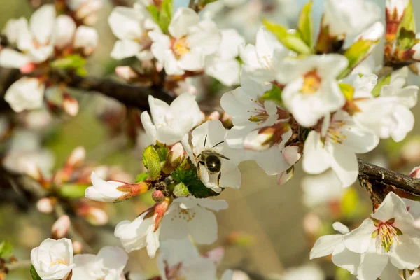 Kiraz çiçekleri güzel bulanık bir arka plan ile bir dal üzerinde çiçek vardır. Hangi arı oturur, nektar toplar