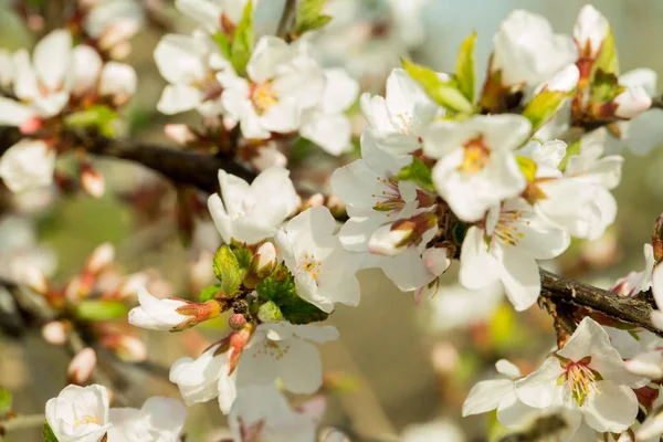 Bir bahar gününde kiraz çiçekleri kalın beyaz-pembe çiçekler dalı. Büyük bahar arka plan
