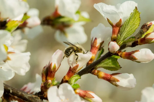 Kiraz çiçekleri güzel bulanık bir arka plan ile bir dal üzerinde çiçek vardır. Hangi arı oturur, nektar toplar