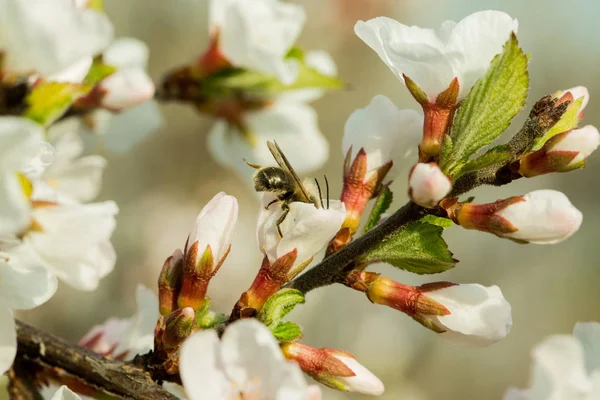 Kiraz çiçekleri güzel bulanık bir arka plan ile bir dal üzerinde çiçek vardır. Hangi arı oturur, nektar toplar