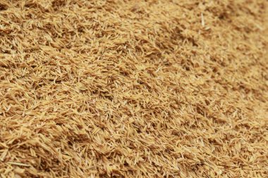 kabuğu bazı meyve veya tohumları kuru dış kaplama.