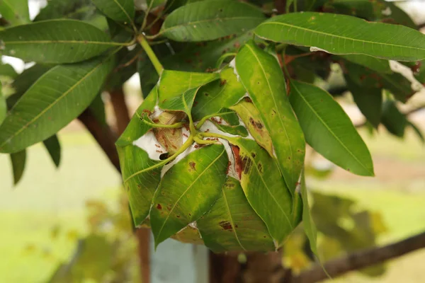 Nido Hormigas Dejan Jardín — Foto de Stock