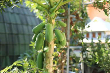 Papaya bahçedeki ağaç üzerinde