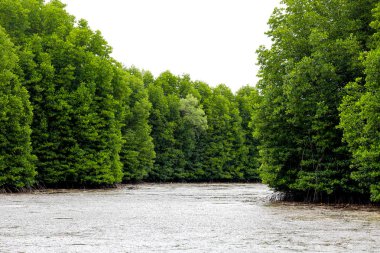 mangrov orman chanthaburi Eyaleti, Tayland bulunmaktadır.