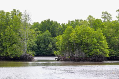 mangrov orman chanthaburi Eyaleti, Tayland bulunmaktadır.
