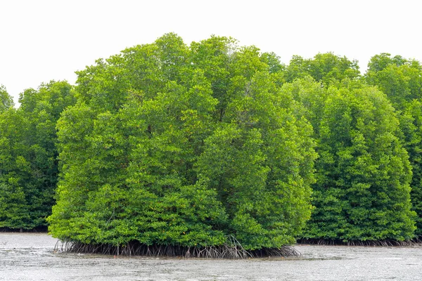 mangrov orman chanthaburi Eyaleti, Tayland bulunmaktadır.