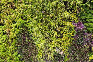 Yeşil çiçekler duvar arka planı için