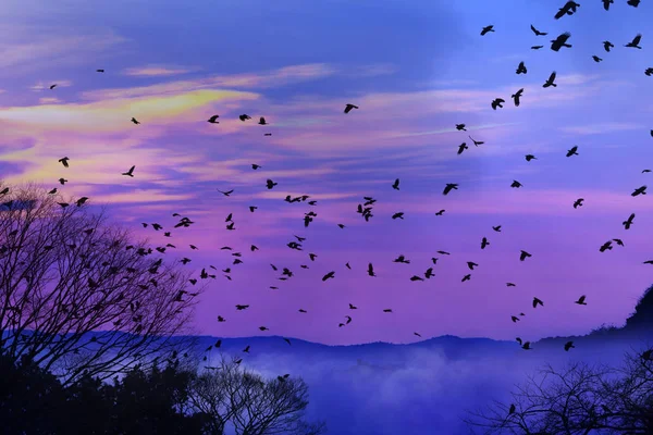 Group of Ravens flying over the cloud