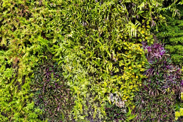 Yeşil çiçekler duvar arka planı için