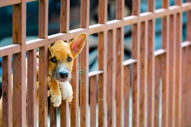 Patron için bekliyor: köpek çit kapıda