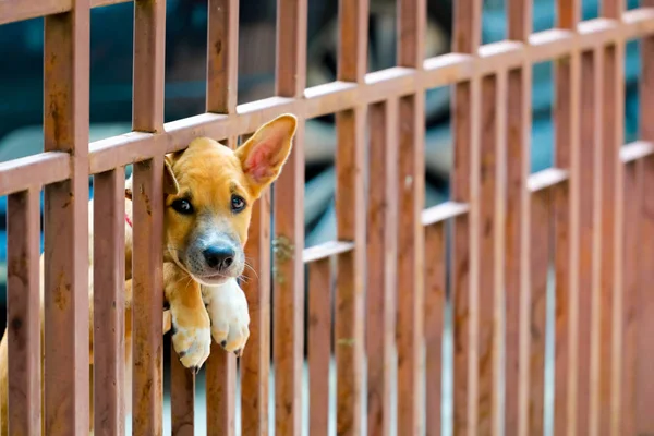 Ожидании Хозяина Собака Двери Забора — стоковое фото
