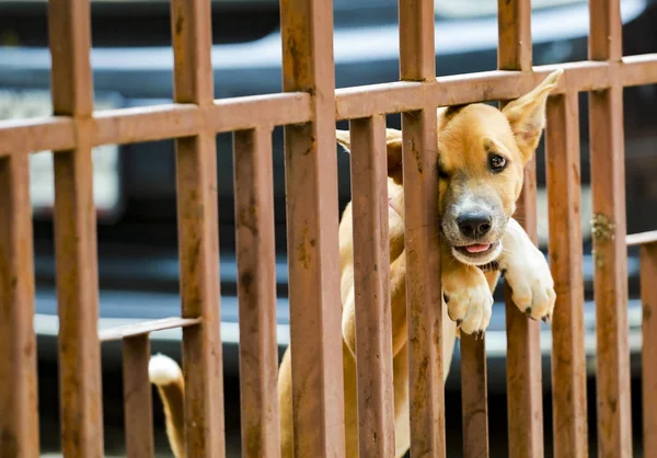 Perro Pegado Puerta — Foto de Stock