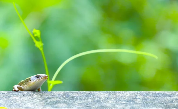 Skink Çit Duvar — Stok fotoğraf