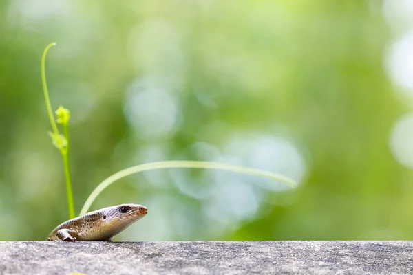 Skink Caminando Pared Por Mañana —  Fotos de Stock