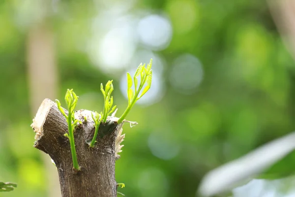 strong seedling growing from tree : business concept of emerging leadership success generating new business.