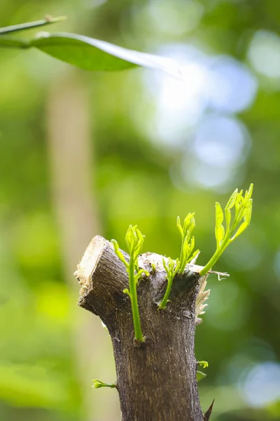 strong seedling growing from tree : business concept of emerging leadership success generating new business.