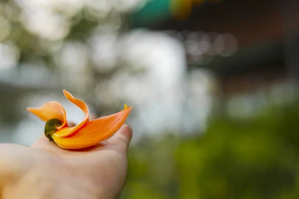 Piękny Pomarańczowy Kwiat Kwitnący Bastard Teak Butea Monosperma — Zdjęcie stockowe