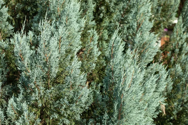 Pine Blad Voor Natuurlijke Achtergrond — Stockfoto