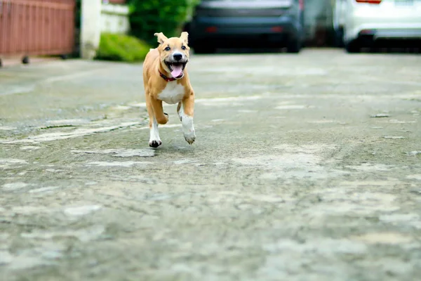 dog running on the road. happy cute funny dog running on the road.