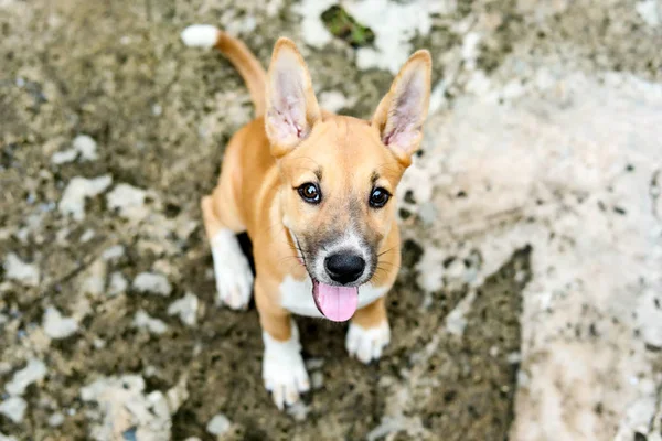 Primer Plano Cara Del Perro Mirando Cámara — Foto de Stock