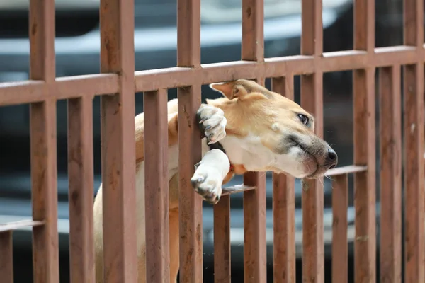 Köpek Kapıda sıkışmış