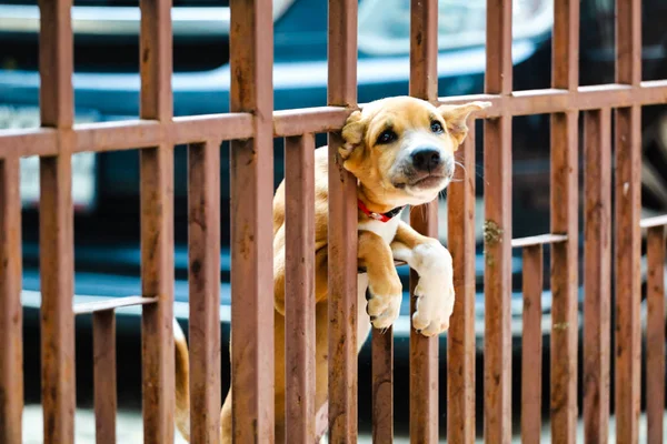 Köpek Kapıda sıkışmış