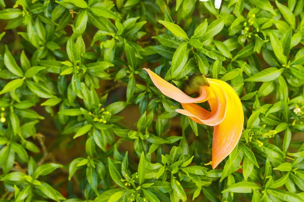 Krásné Oranžové Květiny Kvetoucí Bastard Teak Butea Monosperma — Stock fotografie