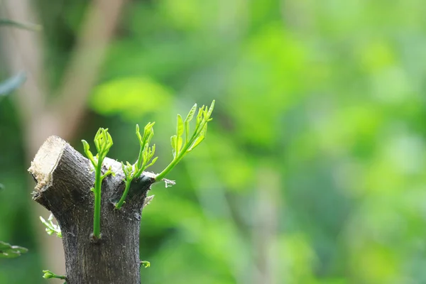 Starker Sämling Der Aus Dem Baum Wächst Geschäftskonzept Des Aufstrebenden Stockbild