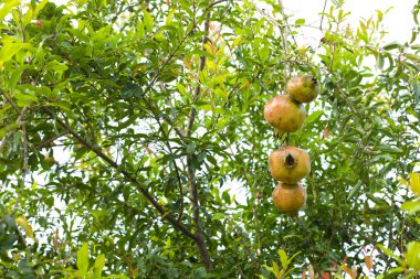 nar ağacı bahçede