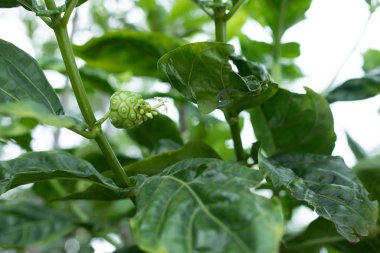 Morinda Citrifolia meyve ve yaprak veya Noni veya peynir meyve.