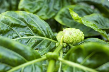 Morinda Citrifolia meyve ve yaprak veya Noni veya peynir meyve.