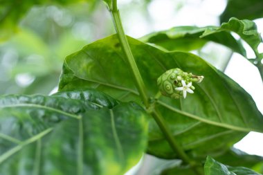 Morinda Citrifolia meyve ve yaprak veya Noni veya peynir meyve.