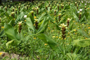 krachai çiçek veya Curcuma sessilis.