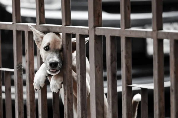 Proszę Pomóc Pies Drzwi Ogrodzenia — Zdjęcie stockowe