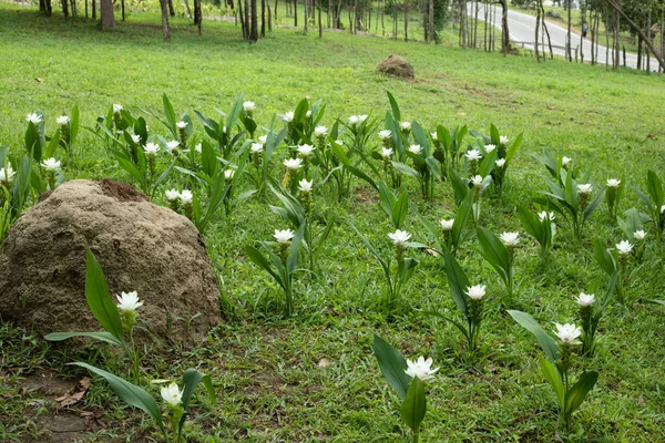 Квітка Крачаю Або Куркума Сіділіс — стокове фото