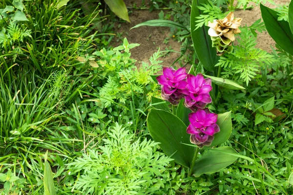 Flor Krachai Curcuma Sessilis — Fotografia de Stock