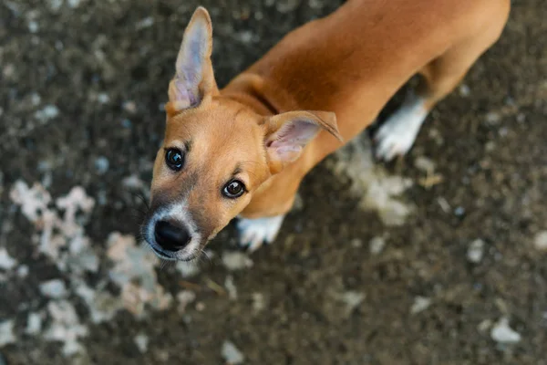 Perro Mirando Hacia Arriba Enfoque Selección — Foto de Stock