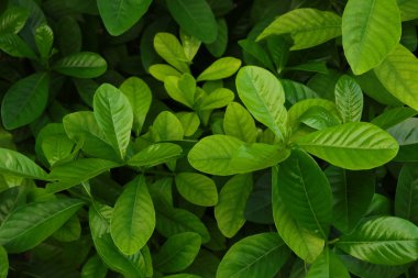 arka plan için yeşil yaprakları