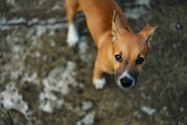 Köpek seçimi odak, seyir