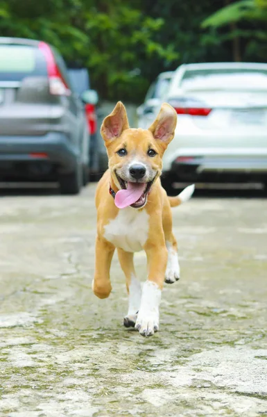 Cão Correndo Estrada Feliz Bonito Engraçado Cão Correndo Estrada — Fotografia de Stock