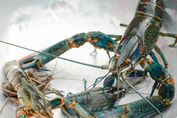 Crayfish Crawfish Freshwater Lobster — Stock Photo, Image