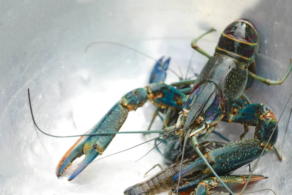 Écrevisses Écrevisses Homards Eau Douce — Photo