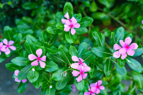 Νεροκάρδαμο Catharanthus Roseus Don — Φωτογραφία Αρχείου