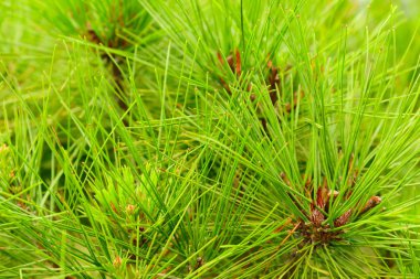 Değişiklik: çam yaprak yaprakları renk Kore, ağaca yaprakları renk değiştirdiğinizde