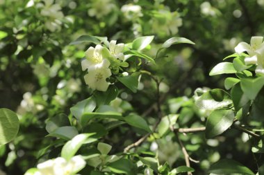 Murraya paniculata, turuncu yasemin beyaz çiçek