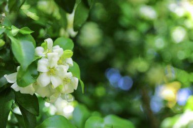 Murraya paniculata, turuncu yasemin beyaz çiçek