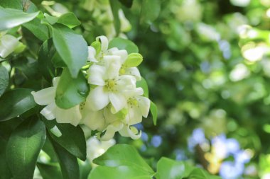 Murraya paniculata, turuncu yasemin beyaz çiçek