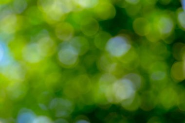 Bokeh arka plan neden ışık yaprakları ağaçların geçmek